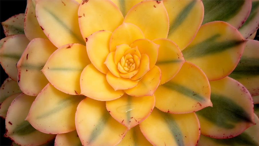 Allow the Intelligence within your Being to Blossom in Co-Creation